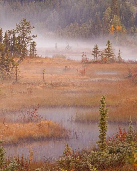 Canada, BC, Mount Robson PP Wetlands in autumn